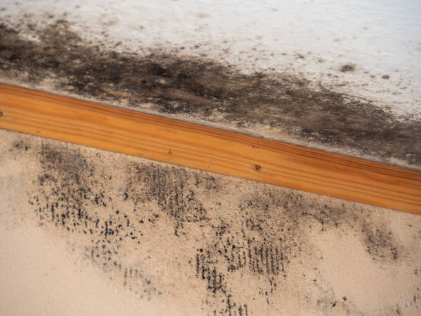 Professional Mold Removal in Maplewood, MN